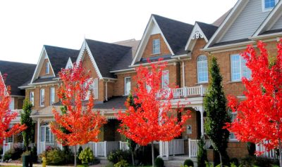 townhome community with mature red trees in front